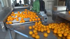 尚品柑橘清洗机