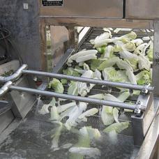 供应昊昌HC-130型小白菜清洗机  蔬菜清洗机
